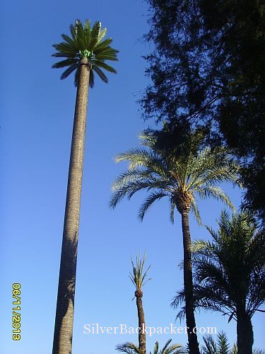 Date Palm Antenna Marrakesh
