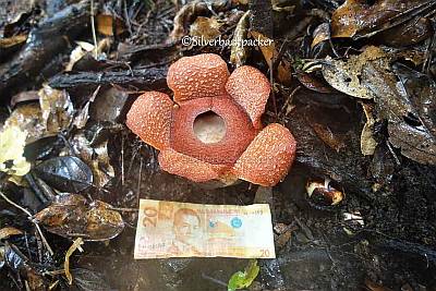 Rafflesia Consueloae with 20 pesos note, Malibcong, Abra