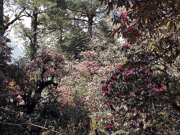  Manaslu-Circuit_Rhododendron_Forest Photo Courtesy – Spencer Weart